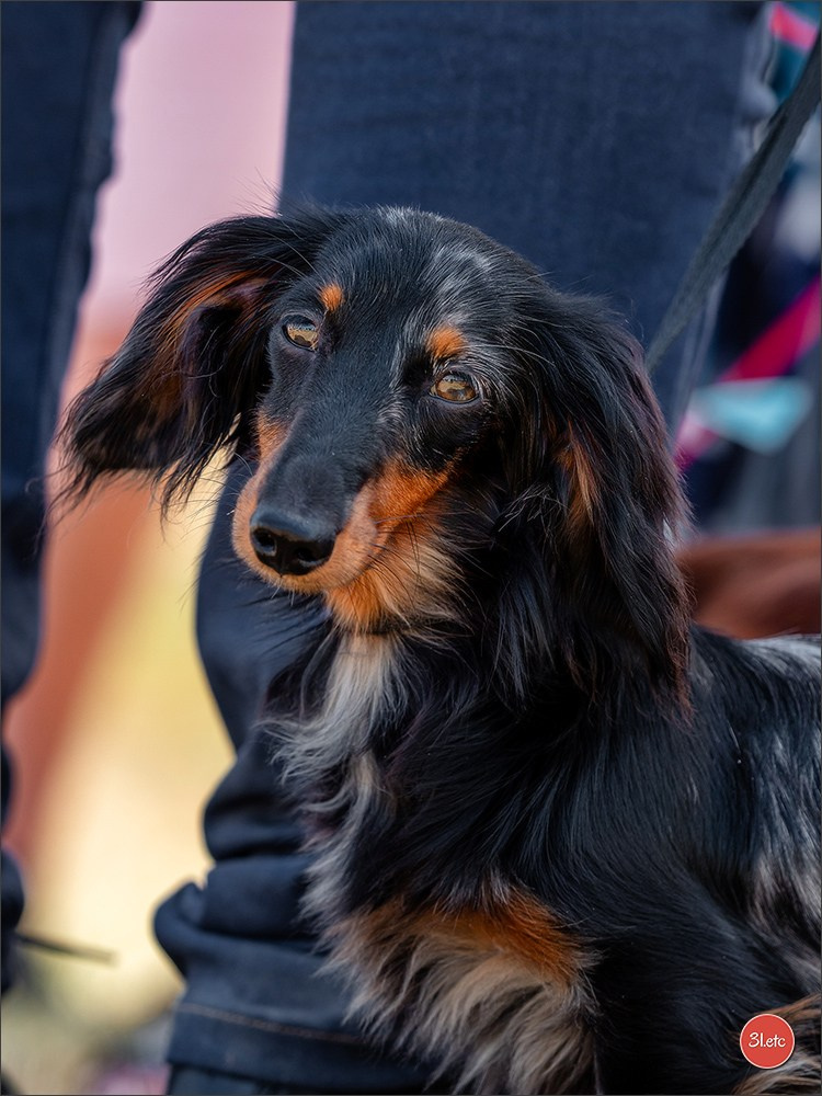 Expo canine (Teckel) Strasbourg Hoerdt  🇫🇷  5-6/07/2025. Photographe à Strasbourg | Portraits, Studio, Enfants, Événements