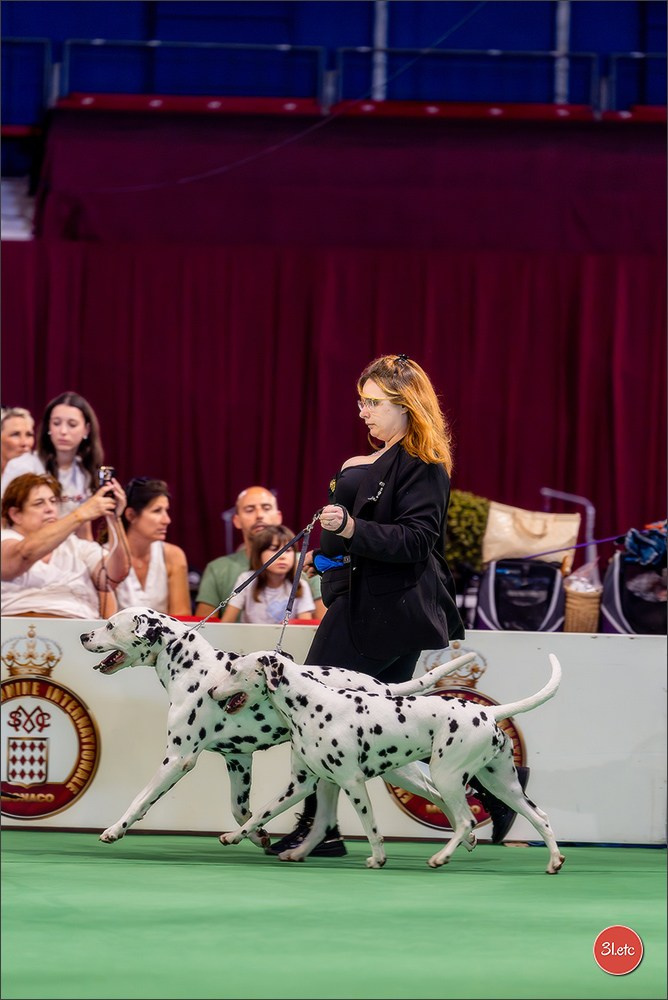 Expo canine 🇲🇨 Monaco 9-10/05/2026. Photographe à Strasbourg | Les animaux, Portraits, Studio, Événements