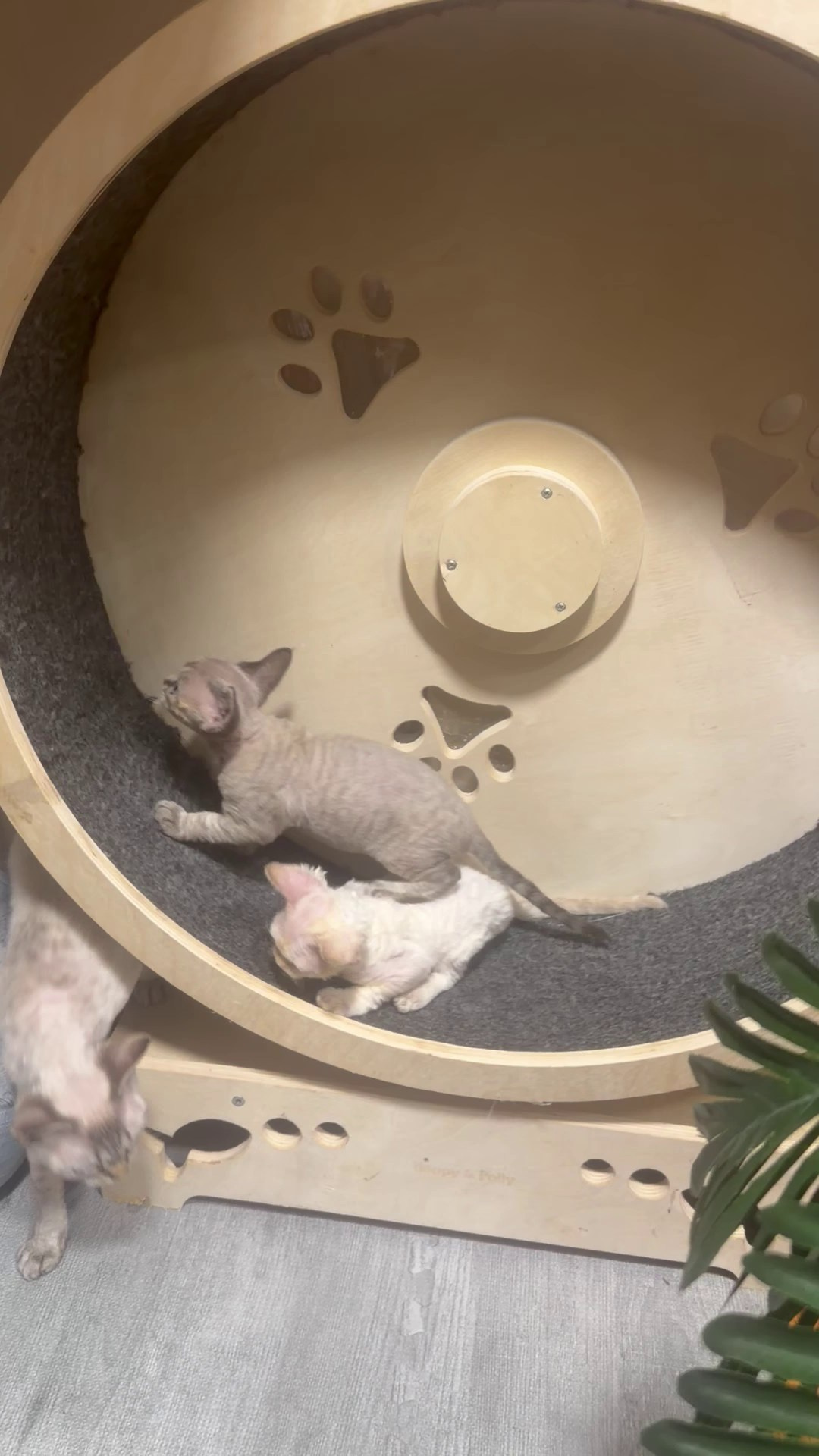 Quinn,  girl, born 02.14.26. Devon Rex Pixie Cattery