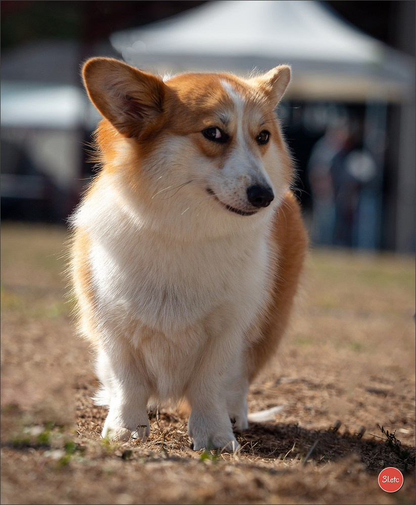 Photographie animalière. Photographe à Strasbourg | Portraits, Studio, Enfants, Événements