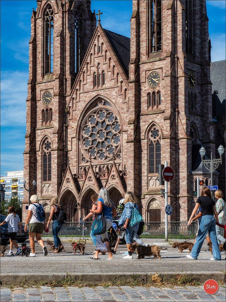Teckels Parade Strasbourgeoise  Vous pouvez voir le galerie de photos. Photographe à Strasbourg | Portraits, Studio, Enfants, Événements