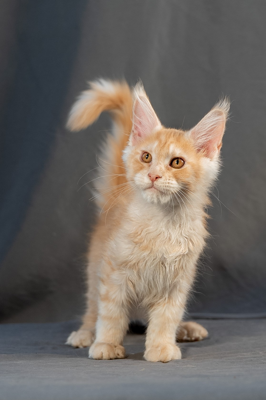 Senator Fabian. Senator Cat — Maine Coon cattery