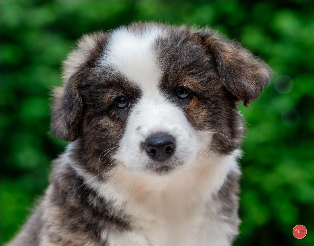 Puppies 03/06/2025. Photographe à Strasbourg | Portraits, Studio, Enfants, Événements