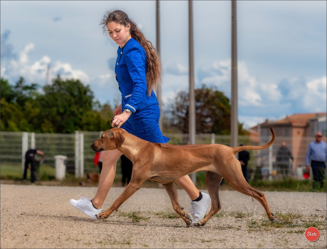 Expo canine 🇫🇷 Martigues  19-20/04/2025. Photographe à Strasbourg | Portraits, Studio, Enfants, Événements