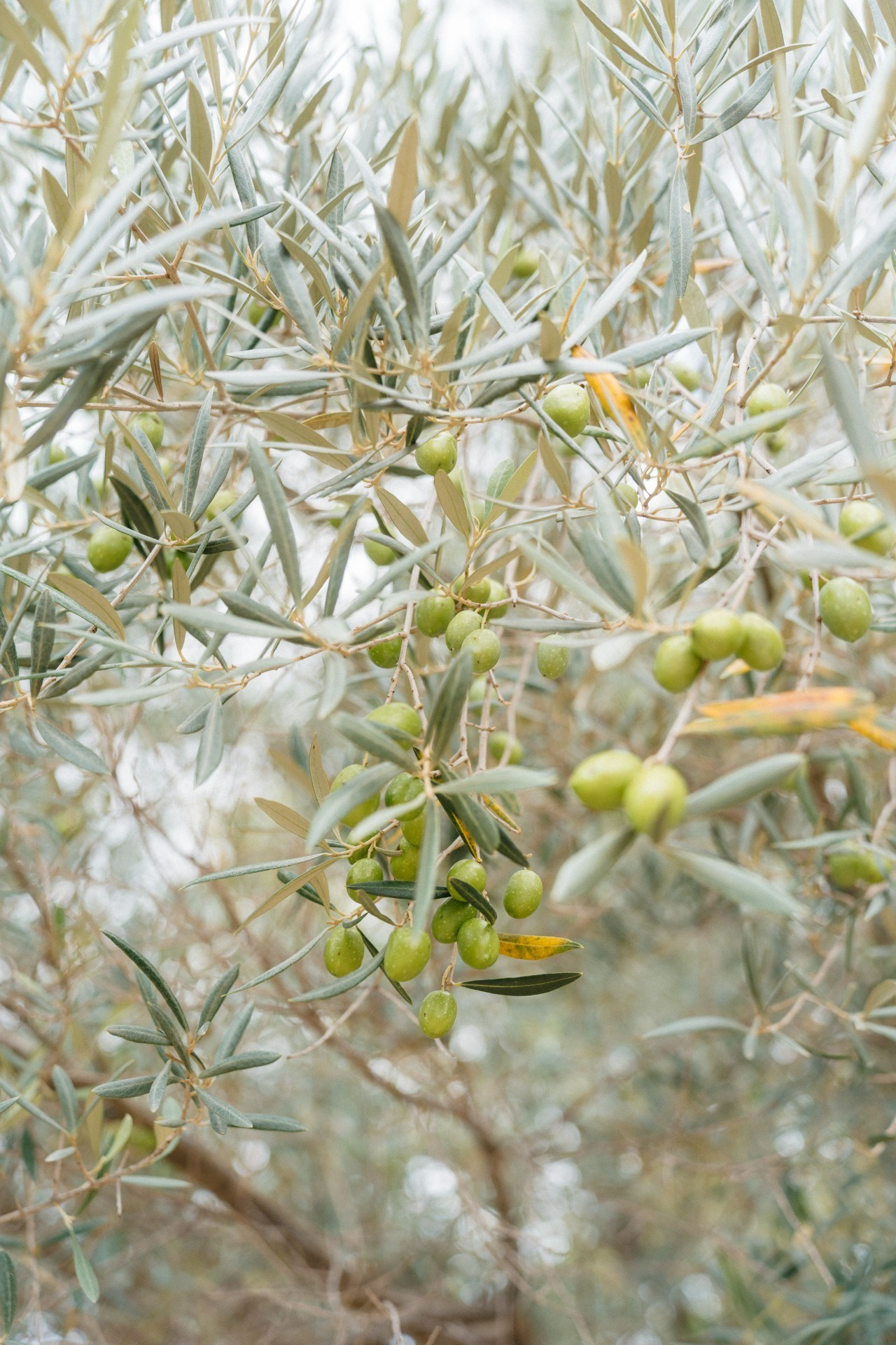 Provence & Promises. Свадебный и семейный фотограф Алексей Попов. Штутгарт, Германия