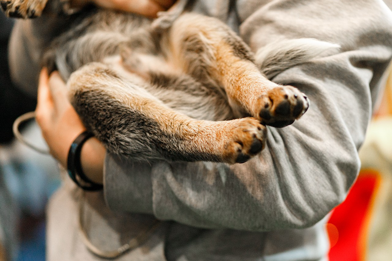 Grodno dog show. Kaja | fotograf we Wrocławiu | ludzie i psy