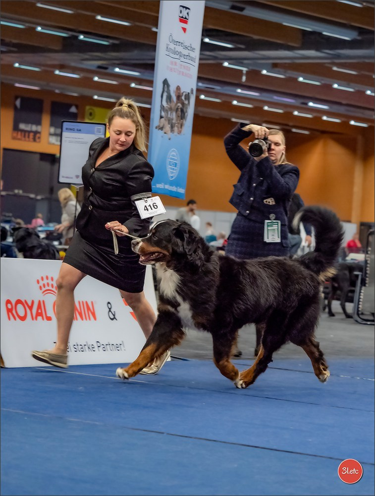 Dog Show WELS   🇦🇹  06-07/12/2025. Photographe à Strasbourg | Portraits, Studio, Enfants, Événements