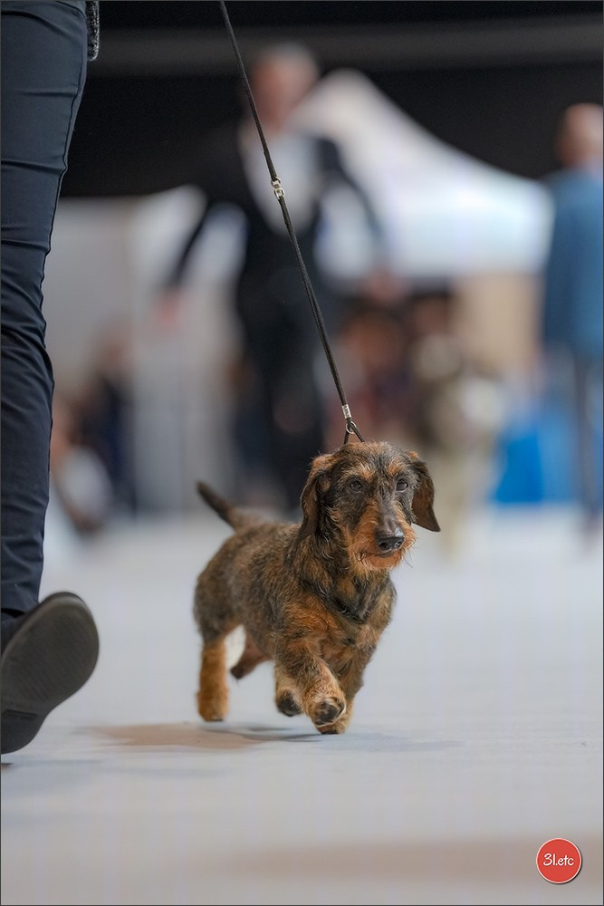 🇱🇺 LUXEMBOURG 🇱🇺 International Dog Show 4-5/04/2026. Photographe à Strasbourg | Portraits, Studio, Enfants, Événements