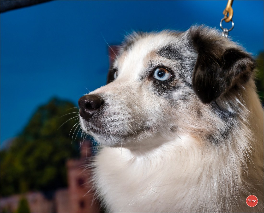 🇩🇪 Offenburg International Dogshow 15-16.03.25 🇩🇪. Photographe à Strasbourg | Portraits, Studio, Enfants, Événements