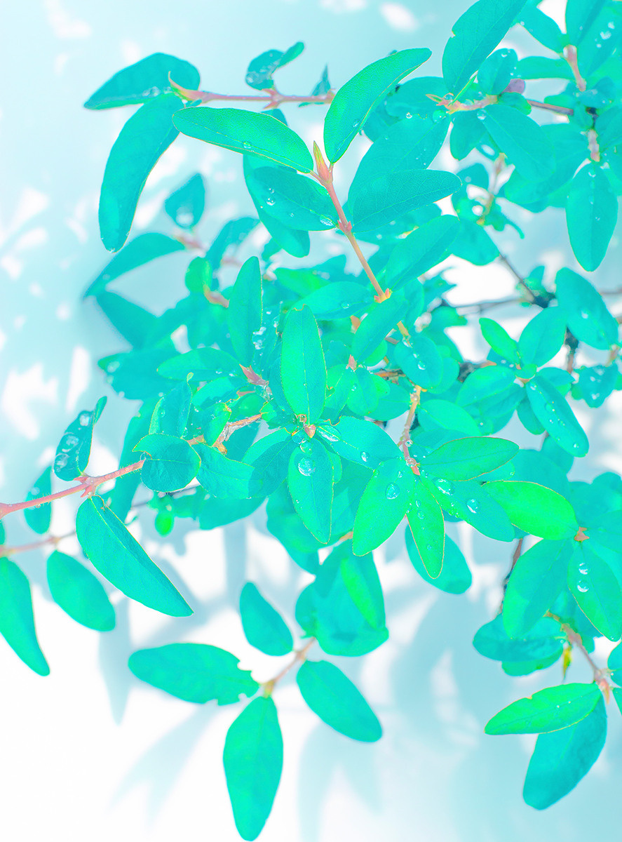 leaves in spring beautiful azure color artistically