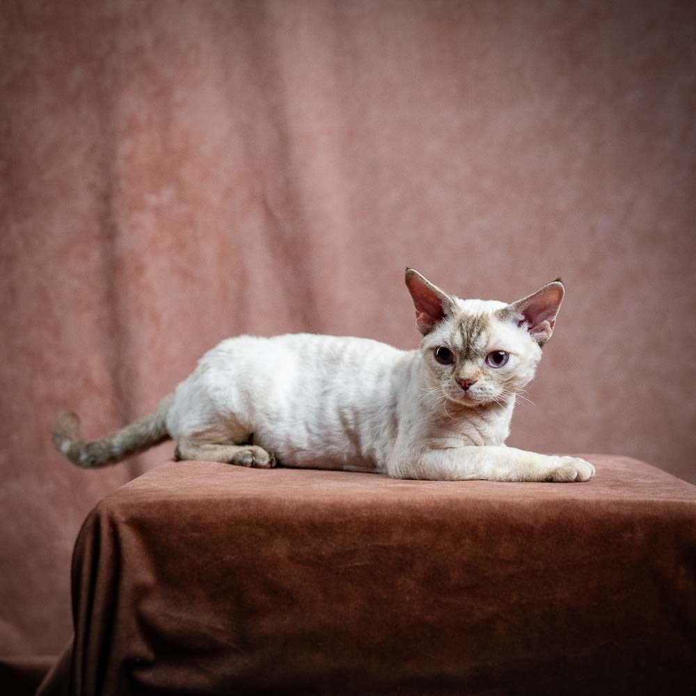 Flynn. Devon Rex Pixie Cattery