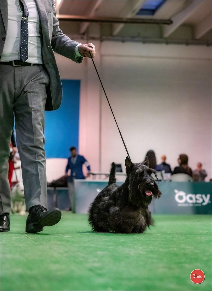 Dog Show  🇮🇹  San Marino. Photographe à Strasbourg | Portraits, Studio, Enfants, Événements