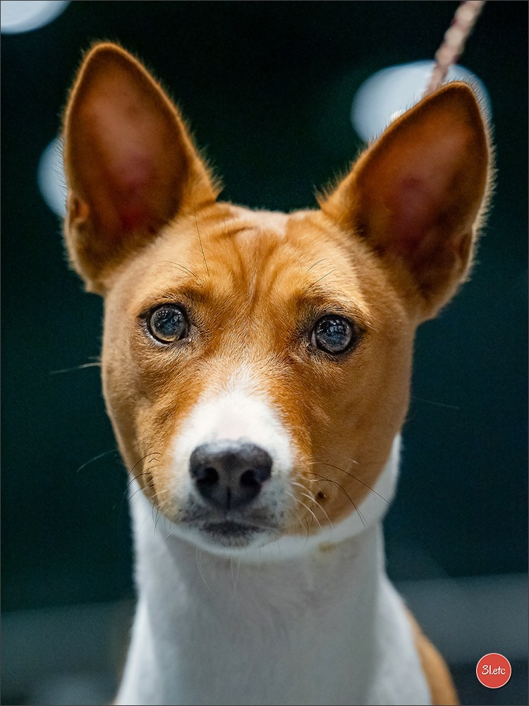 🇳🇱 IDS Maastricht 27/28 Sept 2025 🇳🇱. Photographe à Strasbourg | Portraits, Studio, Enfants, Événements