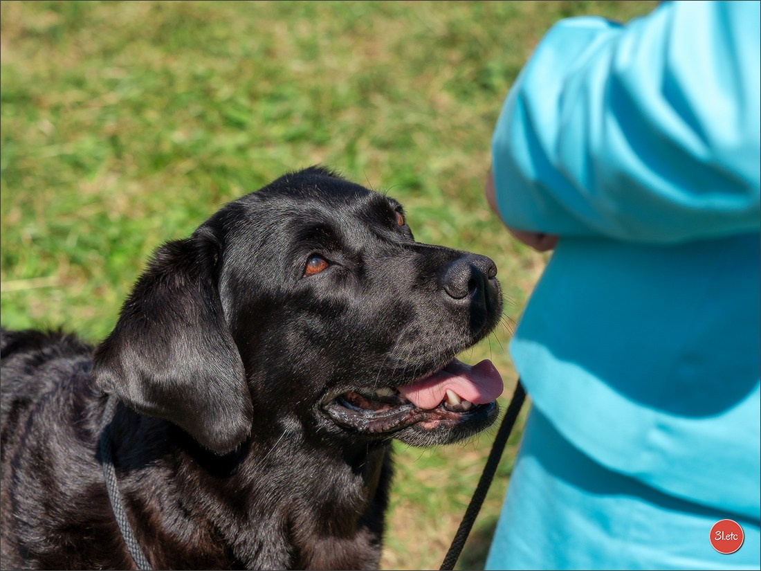 Dog Show Hallbergmoos  🇩🇪  11-13/07/2025. Photographe à Strasbourg | Portraits, Studio, Enfants, Événements