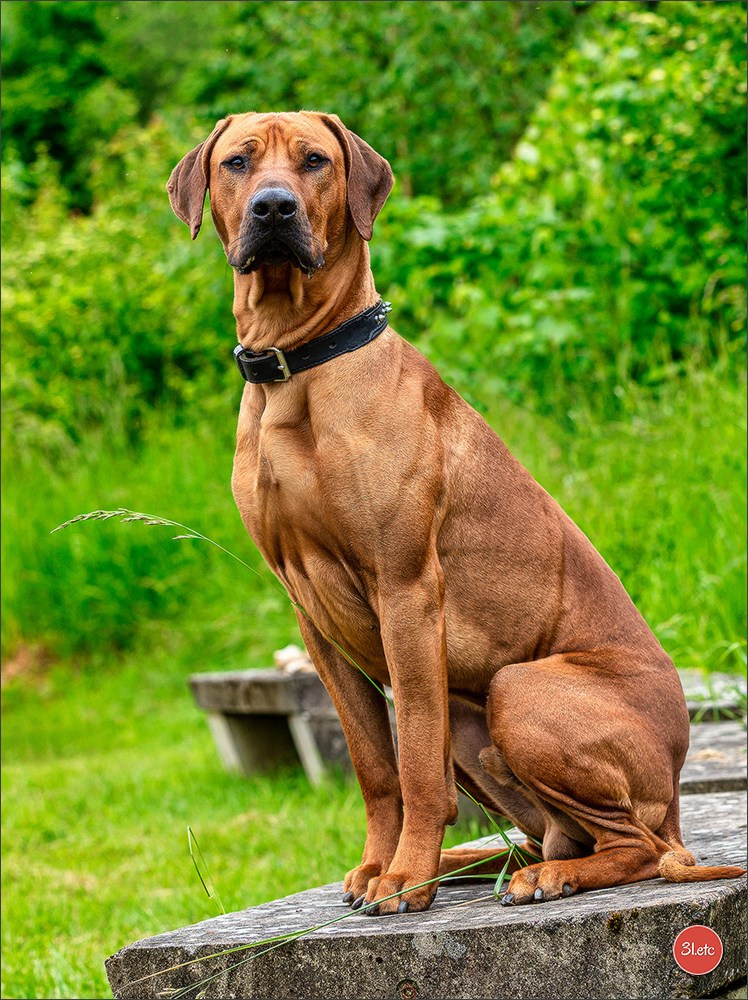 R.E. Rhodesian Ridgeback - Belleau (54) Expo canine Nancy  🇫🇷  24/05/2025. Photographe à Strasbourg | Portraits, Studio, Enfants, Événements