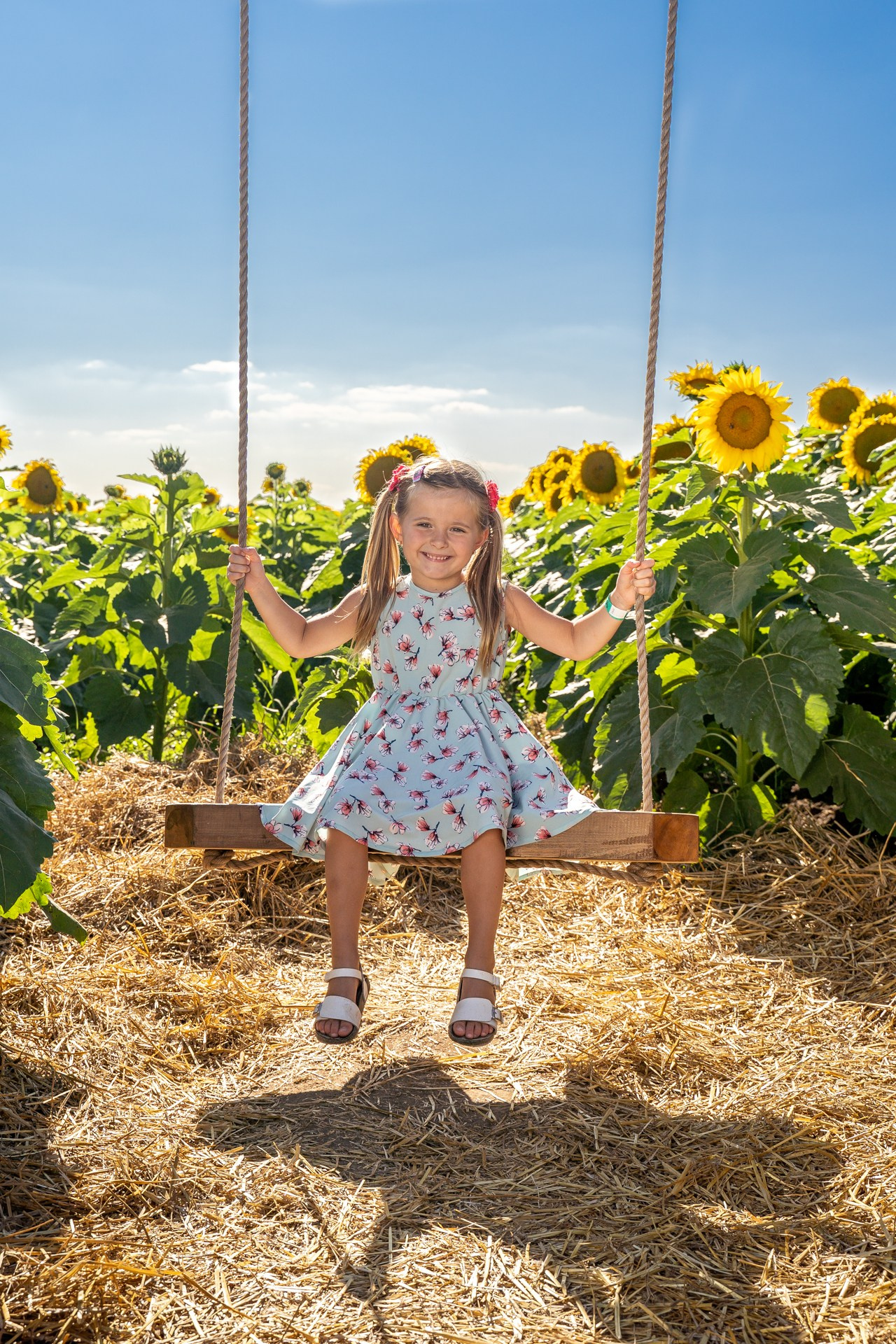 Sunflowers. ARTIGO Igor Rudyi Art Photography