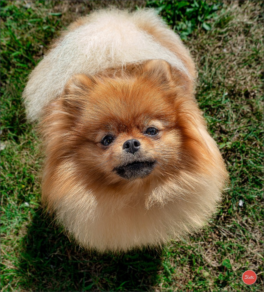 Expo canine 🇫🇷 MARGNY LES COMPIEGNE 06-07/09/2025. Photographe à Strasbourg | Portraits, Studio, Enfants, Événements