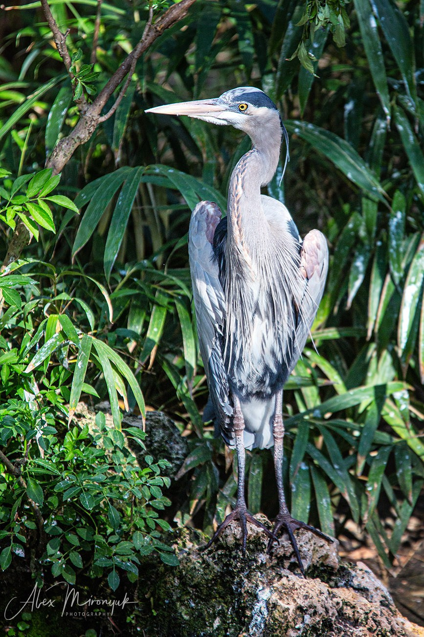 Exploring True Florida: Springs, Rivers & Manatees by Canoe. Pet, Senior, Landscape, portrait studio, photographer in Miami and Sou