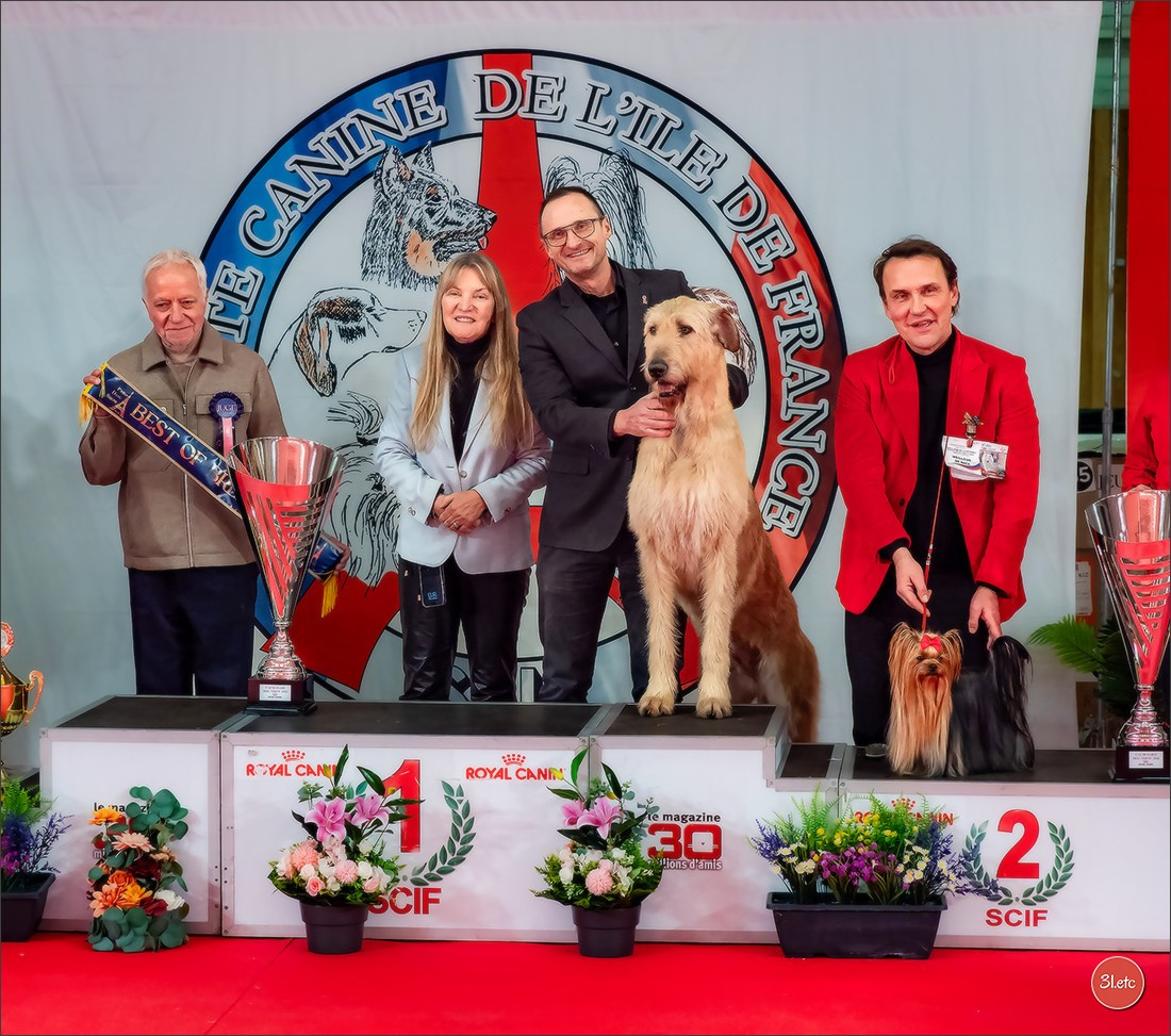 PDS  🇫🇷  Paris Dog Show  🇫🇷  Expo canine  10-11/01/2026. Photographe à Strasbourg | Portraits, Studio, Enfants, Événements