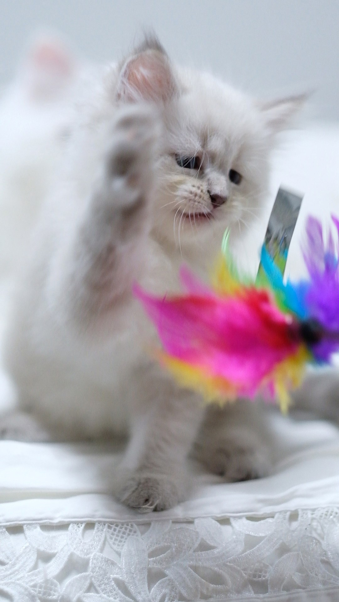 N-Altair. SIBERIALIS: Katzenzucht von Sibirischen und Neva Masquarade Katzen