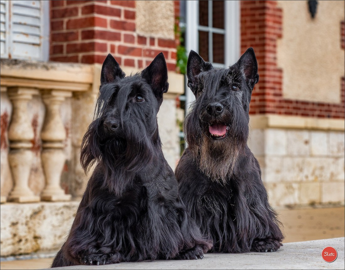 Expo canine Chartres  🇫🇷  15/06/2025. Photographe à Strasbourg | Portraits, Studio, Enfants, Événements
