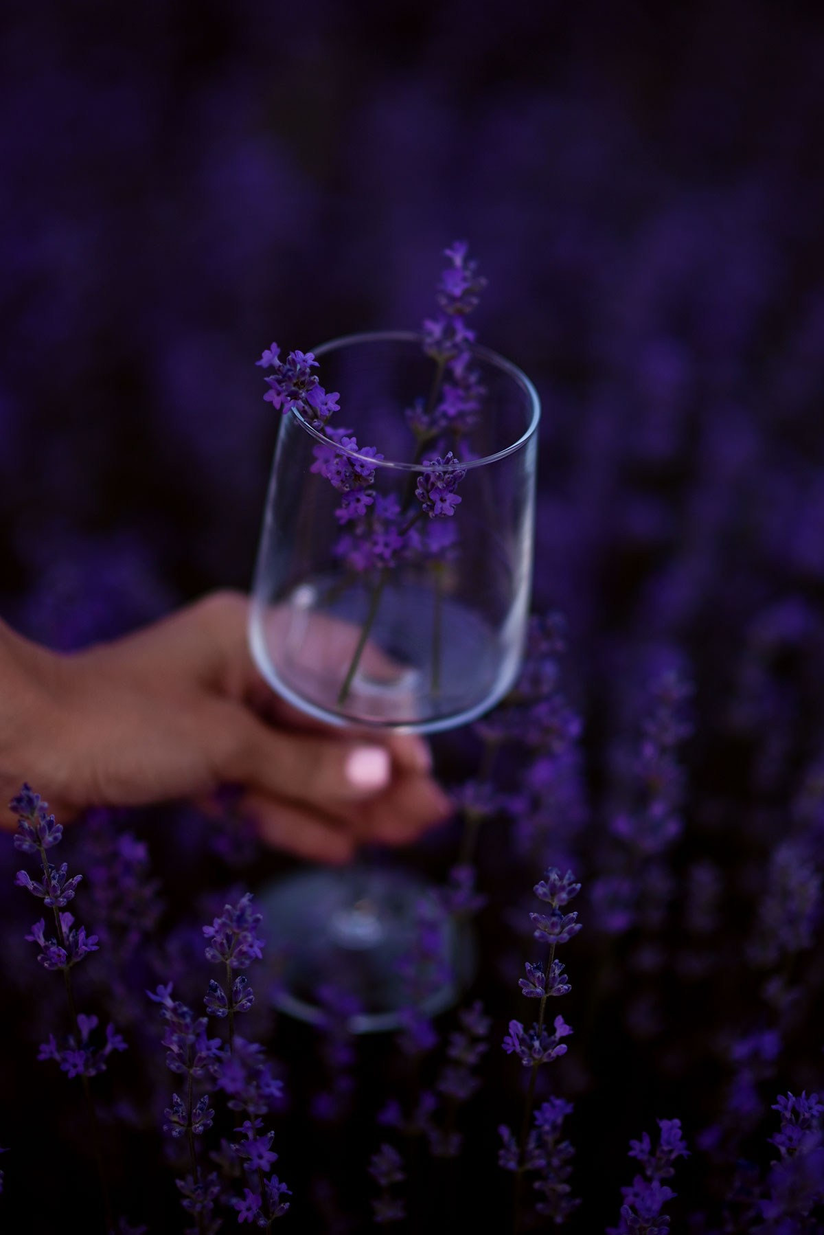 Лавандовое поле в Анталии. Фотограф Анталия, Кемер, Белек, Сиде Дарья Кая