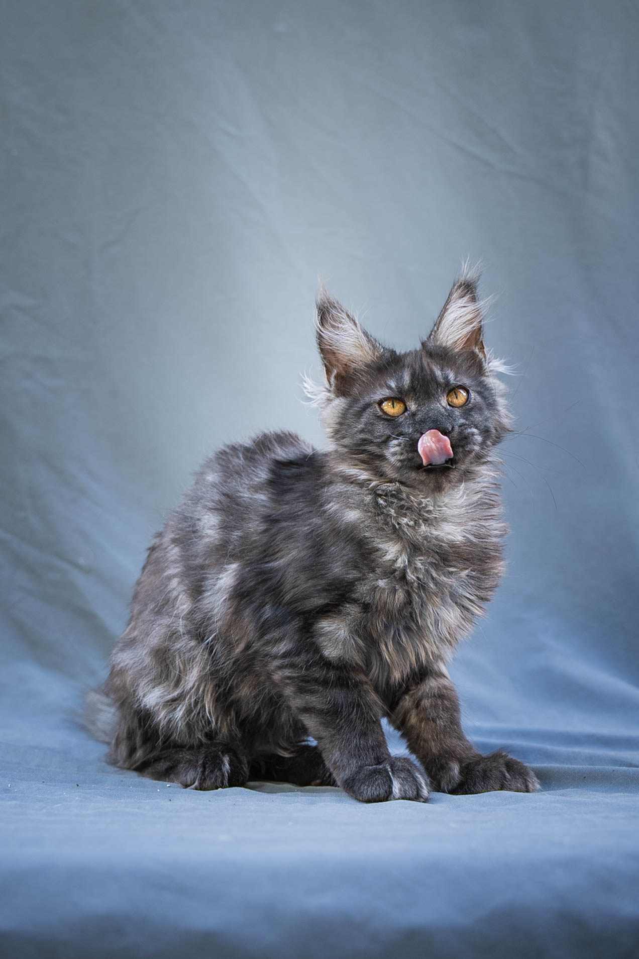 Senator Wynter. Senator Cat — Maine Coon cattery