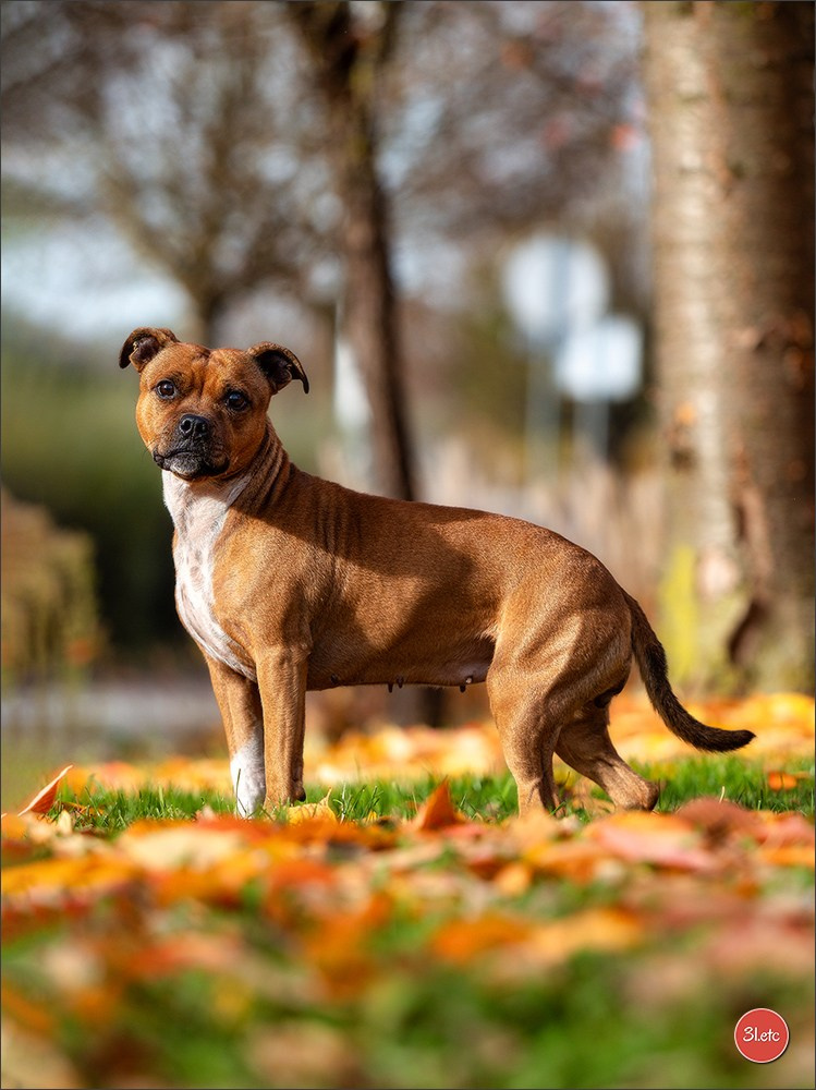 Strasbourg autumn. Photographe à Strasbourg | Portraits, Studio, Enfants, Événements