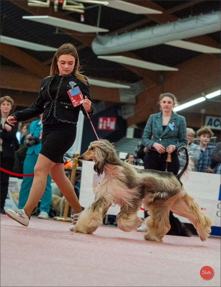 🇫🇷Exposition Canine Internationale de Perpignan. Photographe à Strasbourg | Portraits, Studio, Enfants, Événements