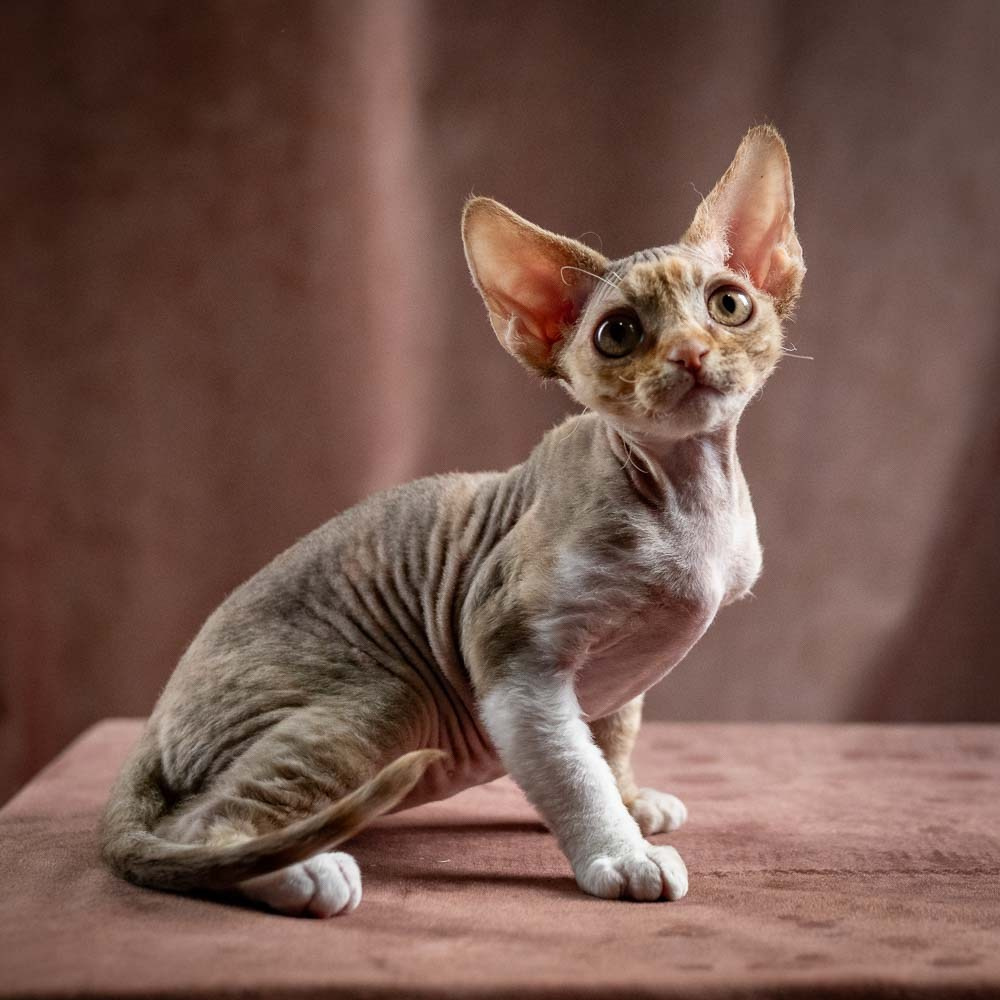 Ophelia, girl, born 02.08.26. Devon Rex Pixie Cattery