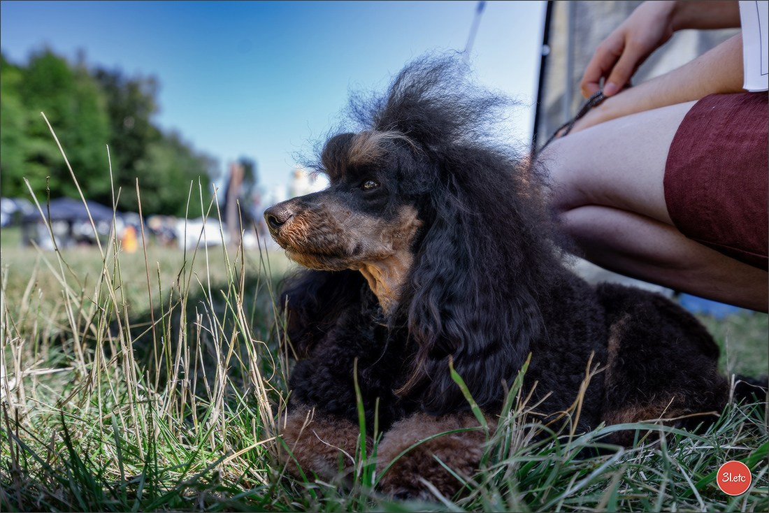 Dog Show - Hallbergmoos 🇩🇪 11-12/07/2026