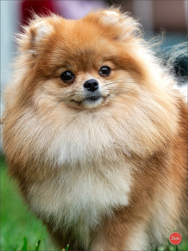 Expo canine Strasbourg  🇫🇷  23-24/08/2025. Photographe à Strasbourg | Portraits, Studio, Enfants, Événements