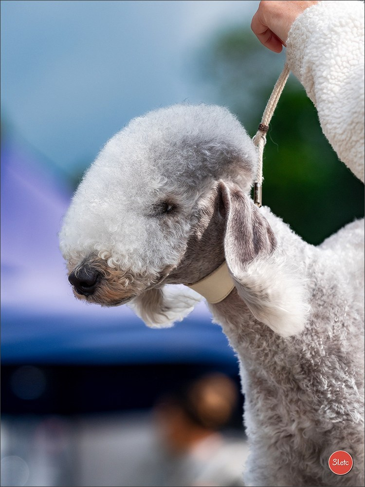 Championnat de France du chien de race  🇫🇷  DIJON (château de Brognon) 7-8/06/2025. Photographe à Strasbourg | Portraits, Studio, Enfants, Événements