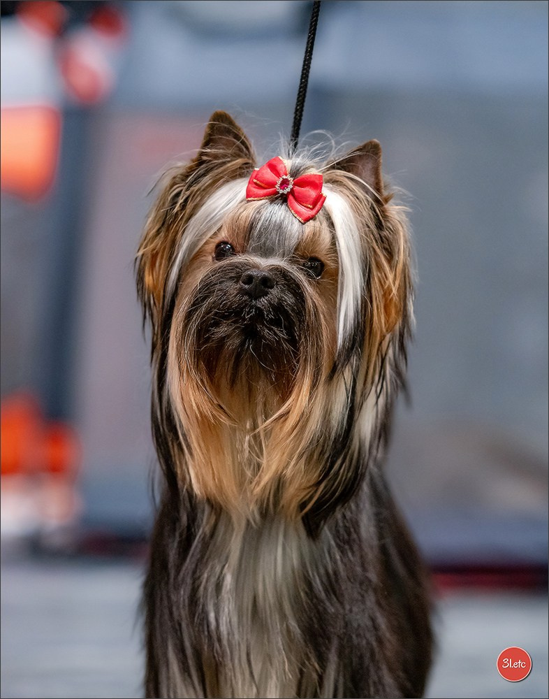 Dog Show Offenbourg  🇩🇪  14-15/03/2026. Photographe à Strasbourg | Portraits, Studio, Enfants, Événements