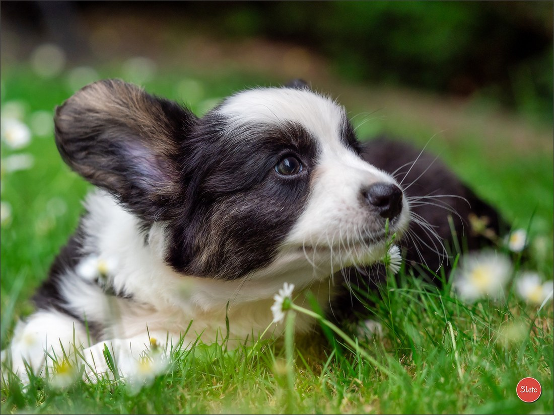 Puppies 03/06/2025. Photographe à Strasbourg | Portraits, Studio, Enfants, Événements