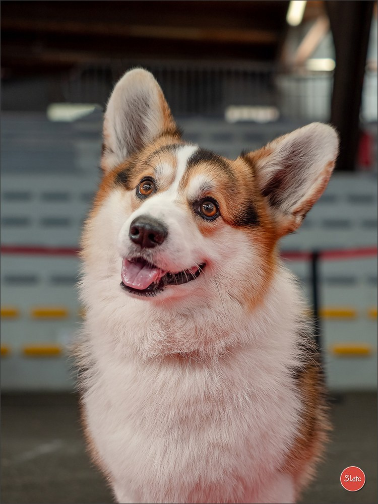 Expo canine 🇫🇷 Poitiers 18-19/10/2025. Photographe à Strasbourg | Portraits, Studio, Enfants, Événements