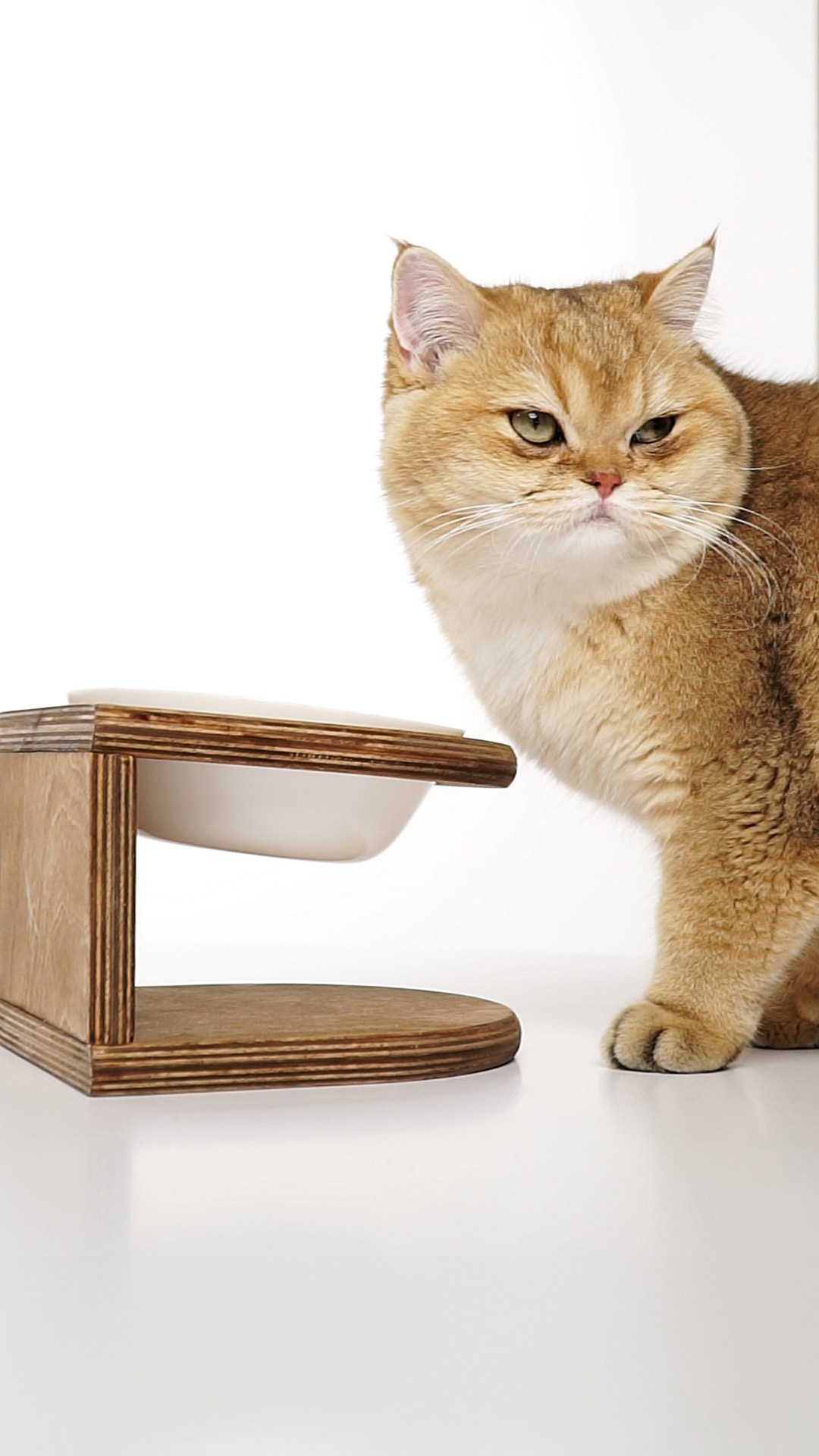 Mr.Cat Home. Ellstudio film production