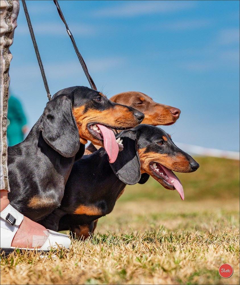 Expo canine (Teckel) Strasbourg Hoerdt  🇫🇷  5-6/07/2025. Photographe à Strasbourg | Portraits, Studio, Enfants, Événements