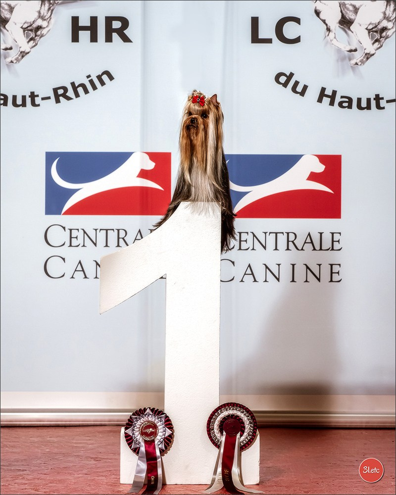 Expositions canines des 6 & 7 avril 2024 NDS Mulhouse, France. Photographe à Strasbourg | Portraits, Studio, Enfants, Événements