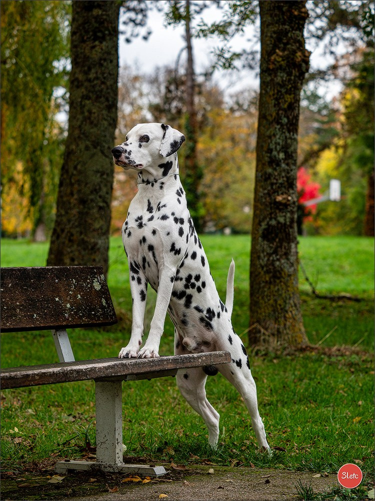 Expo canine  🇫🇷  Chateauroux 25-26/10/2025. Photographe à Strasbourg | Portraits, Studio, Enfants, Événements