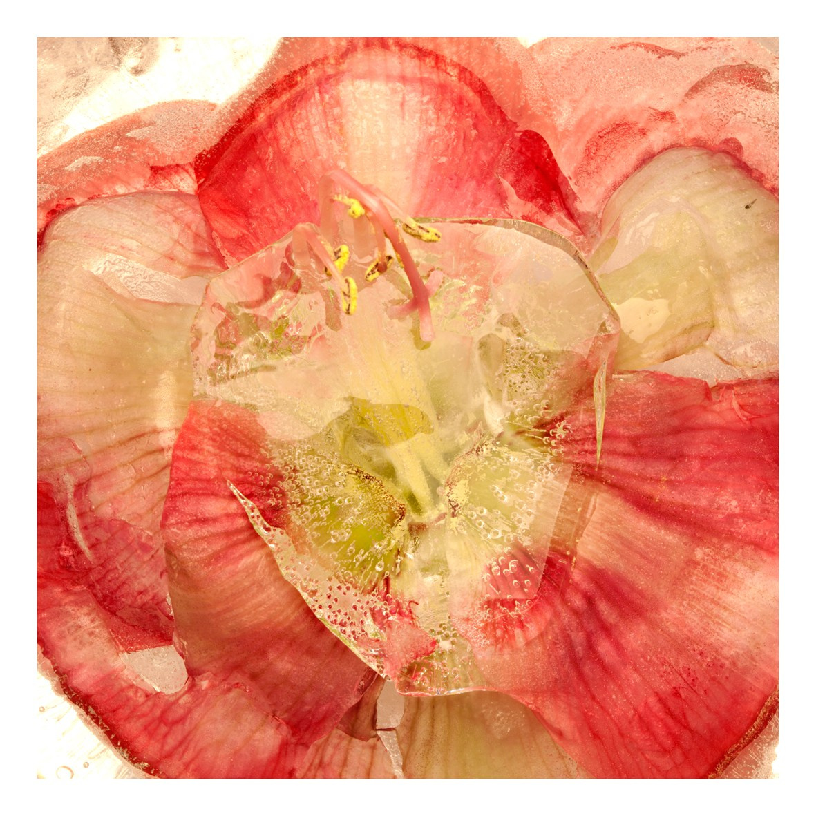 ALL RIGHTS RESERVED All images can be printed in 100 x 100 cm and 100 x 150 cm formats on the best fine art media. Other formats are available upon request. For further information, please contact the links on the main page of the site.
