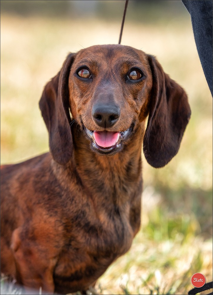 Expo canine (Teckel) Strasbourg Hoerdt  🇫🇷  5-6/07/2025. Photographe à Strasbourg | Portraits, Studio, Enfants, Événements