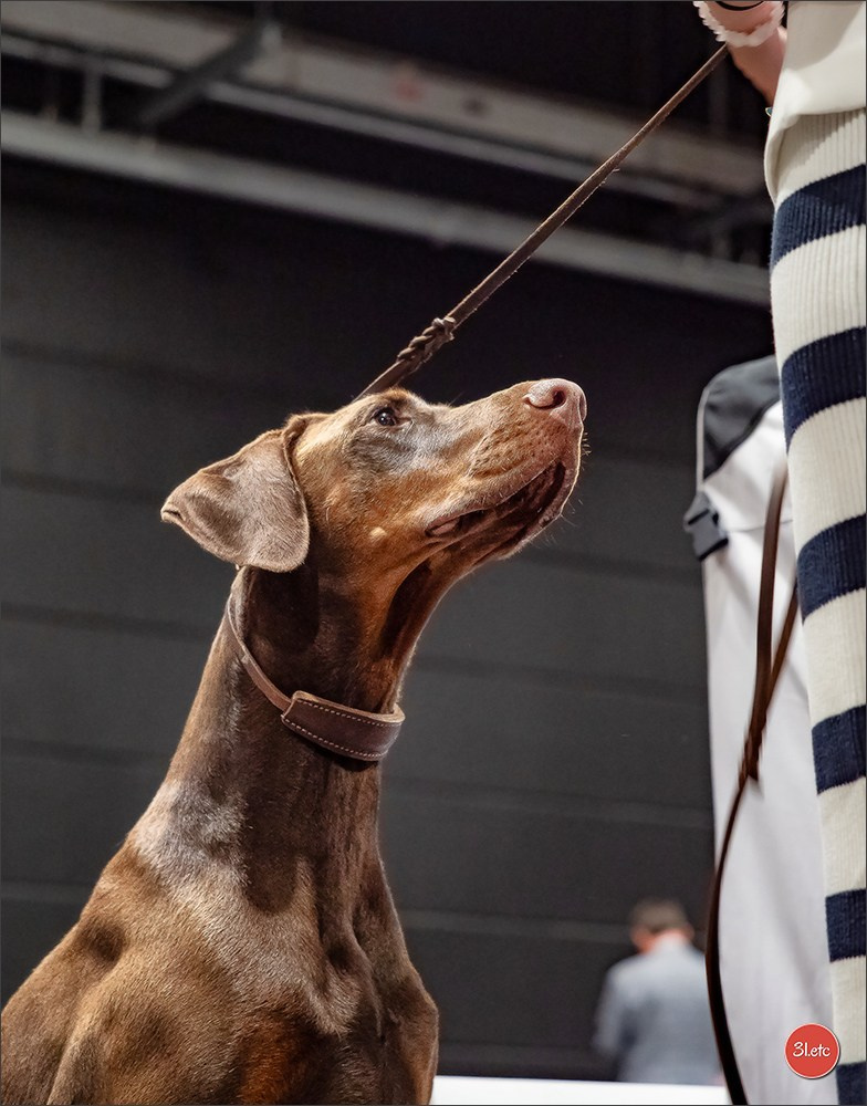 🇱🇺 LUXEMBOURG 🇱🇺 International Dog Show 🇱🇺 30/08 - 31/08/2025. Photographe à Strasbourg | Portraits, Studio, Enfants, Événements