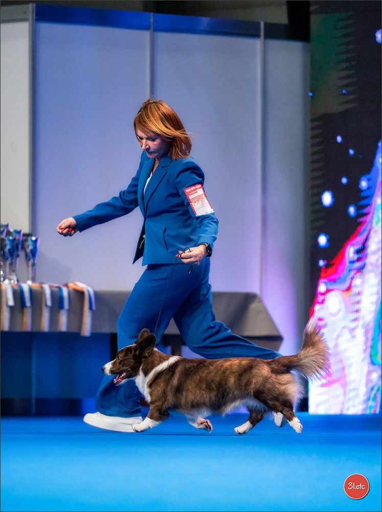 🇨🇭 Geneva Dog Show 15-17/11/2024. Photographe à Strasbourg | Portraits, Studio, Enfants, Événements