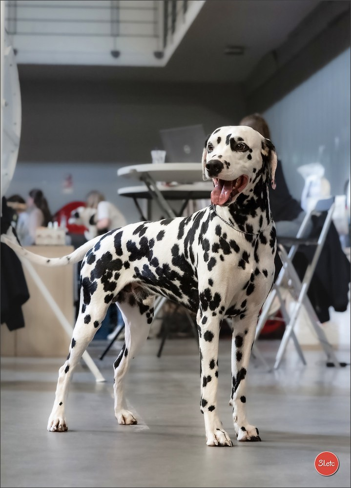 Expo canine 🇫🇷 Martigues  19-20/04/2025. Photographe à Strasbourg | Portraits, Studio, Enfants, Événements