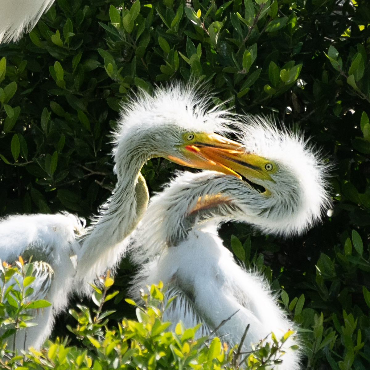 Smith Oaks Sanctuary. Photographer Irina Kozhemyakina. Houston