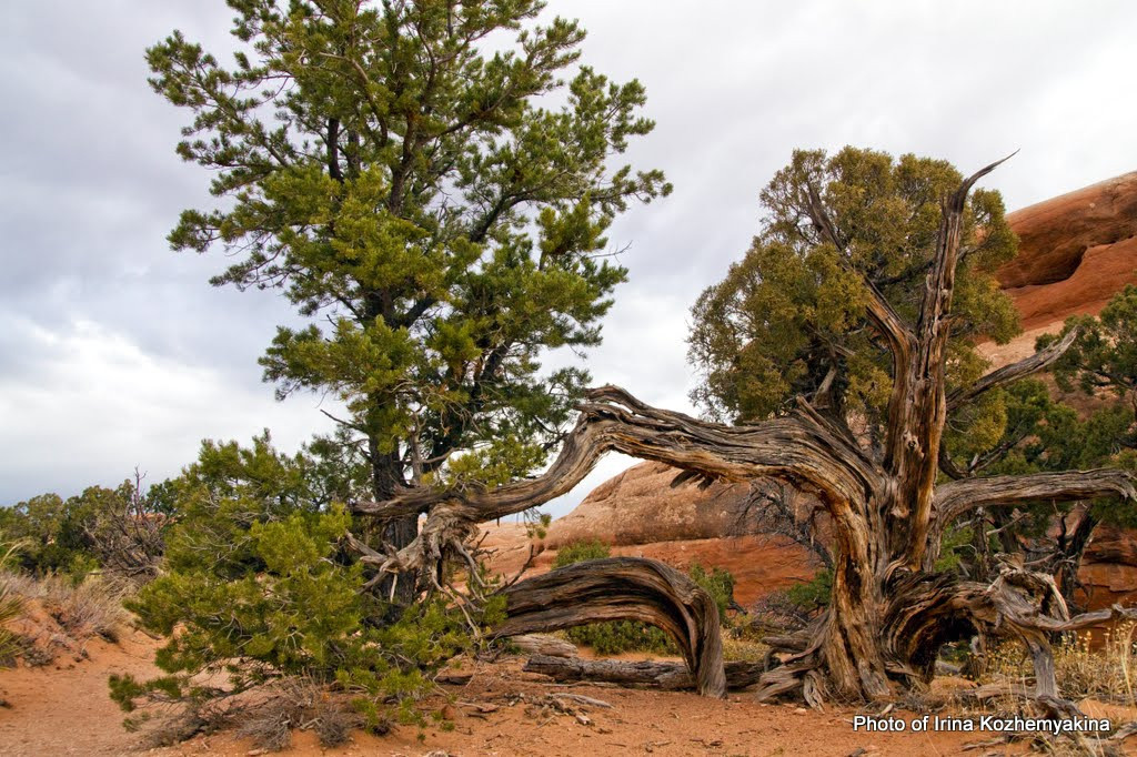 Здесь арками даже деревья