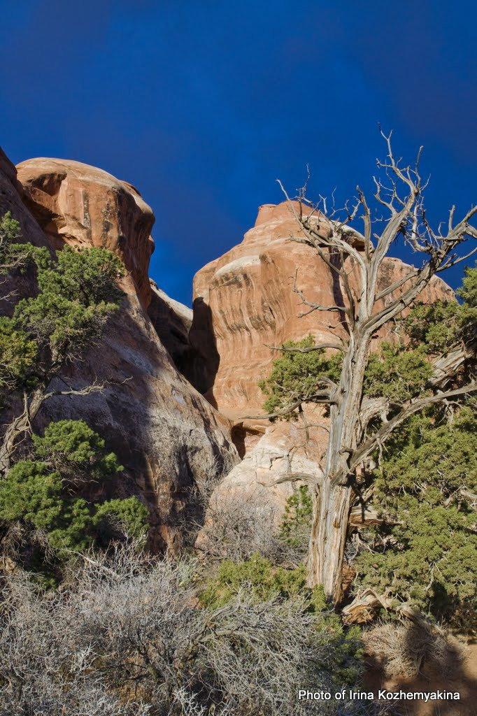2010-11-21, Arches National Park. Photographer Irina Kozhemyakina. Houston