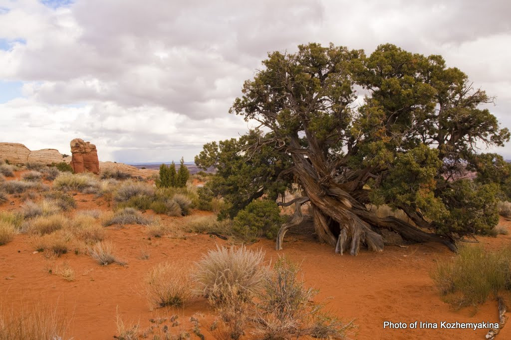2010-11-21, Arches National Park. Photographer Irina Kozhemyakina. Houston