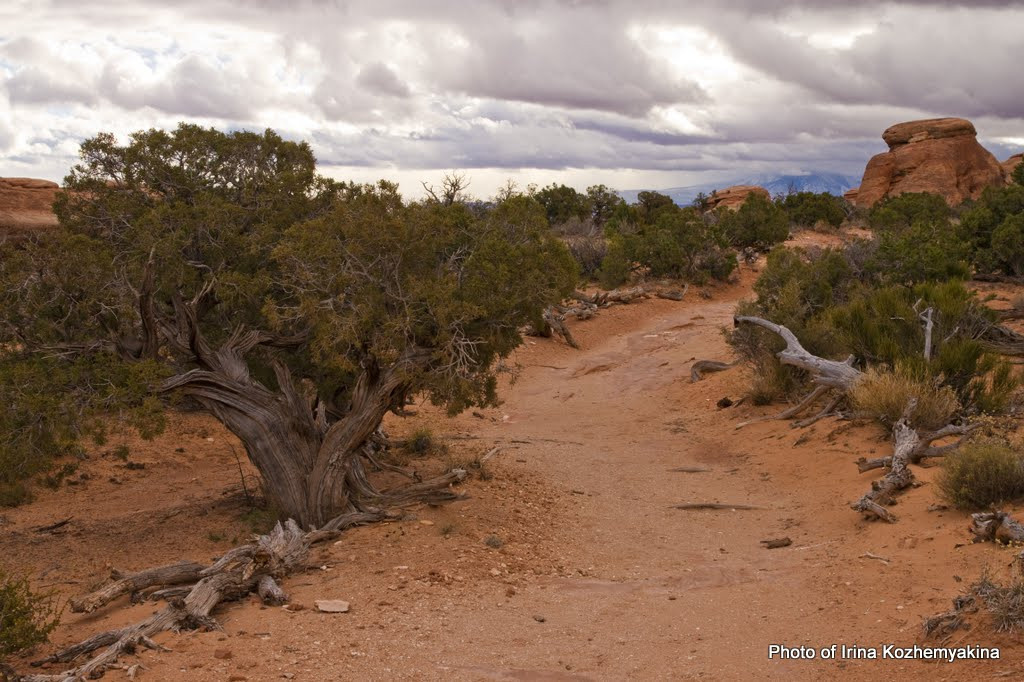 2010-11-21, Arches National Park. Photographer Irina Kozhemyakina. Houston